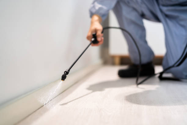 Licensed Termite Control service in Massachusetts, MA - Nex Pest Control